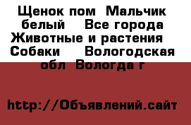 Щенок пом. Мальчик белый  - Все города Животные и растения » Собаки   . Вологодская обл.,Вологда г.